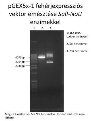 pGEX5x-1 fehérjexpressziós vektor emésztése SalI-NotI enzimekkel