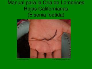 PPT Manual Para La Cria De Lombrices Rojas Californianas Eisenia