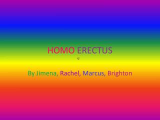 HOMO ERECTUS