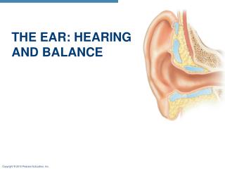 PPT - The Ears: Hearing And Balance PowerPoint Presentation - ID:2212538