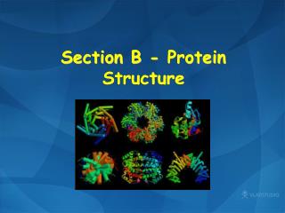 Section B - Protein Structure
