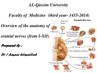 AL-Qassim University Faculty of Medicine (third year- 1435-2014) Overview of the anatomy of