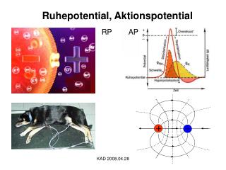 Ruhepotential, Aktionspotential