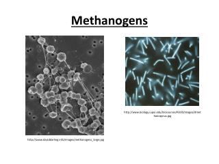 methanogens edu ppt powerpoint presentation biology daviddarling iupui halophiles n100 info slideserve