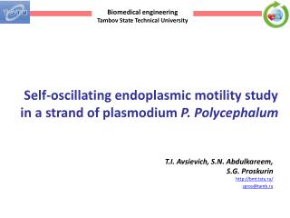Self-oscillating endoplasmic motility study in a strand of plasmodium P. Polycephalum