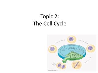 Topic 2: The Cell Cycle
