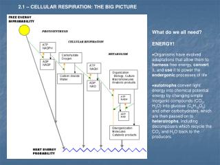 2.1 – CELLULAR RESPIRATION: THE BIG PICTURE
