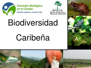 Biodiversidad Caribeña