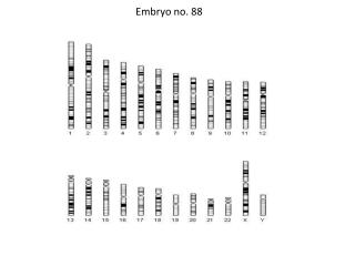 Embryo no. 88