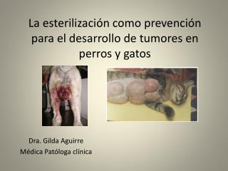 La esterilización como prevención para el desarrollo de tumores en perros y gatos