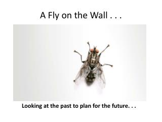 A Fly on the Wall . . .
