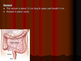 Rectum The rectum is about 12 cm long &amp; upper part breath 4 cm Present in pelvic cavity