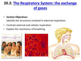 20.2: The Respiratory System: the exchange of gases