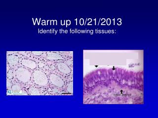 Warm up 10/21/2013 Identify the following tissues:
