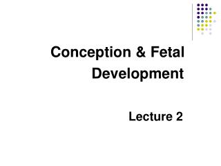 Conception &amp; Fetal Development Lecture 2