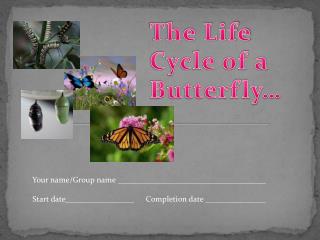 The Life Cycle of a Butterfly…
