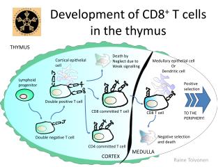 Development of CD8 + T cells in the thymus