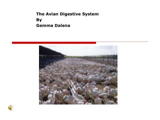 The Avian Digestive System By Gemma Dalena