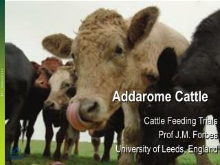 Addarome Cattle