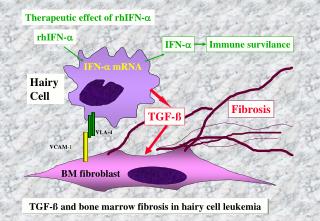 BM fibroblast