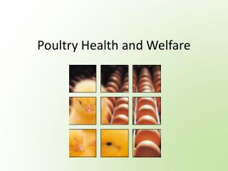 Poultry Health and Welfare