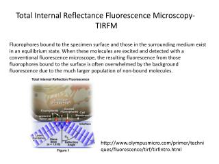Total Internal Reflectance Fluorescence Microscopy- TIRFM