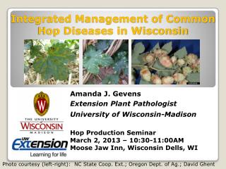 Integrated Management of Common Hop Diseases in Wisconsin