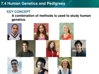 KEY CONCEPT A combination of methods is used to study human genetics.