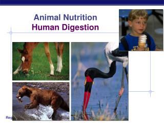 Animal Nutrition Human Digestion