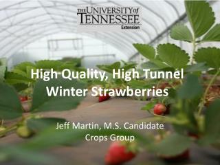 High Quality, High Tunnel Winter Strawberries