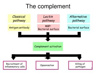 The complement