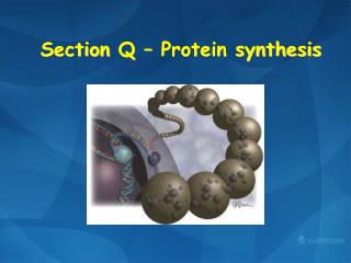 Section Q – Protein synthesis