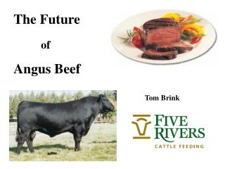 The Future of Angus Beef