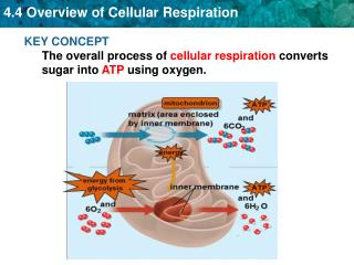 KEY CONCEPT The overall process of cellular respiration converts sugar into ATP using oxygen.