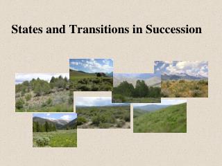 States and Transitions in Succession