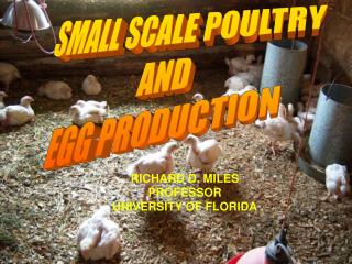 SMALL SCALE POULTRY AND EGG PRODUCTION