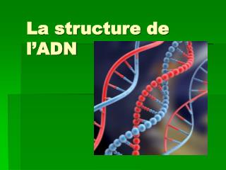 La structure de l’ADN