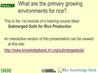 What are the primary growing environments for rice?