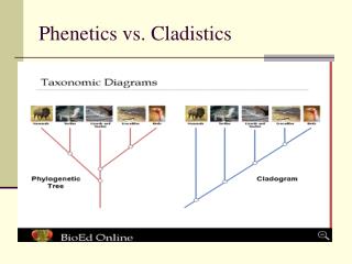 Phenetics vs. Cladistics