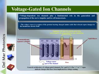 Voltage-Gated Ion Channels