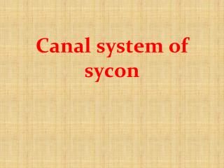 Canal system of sycon