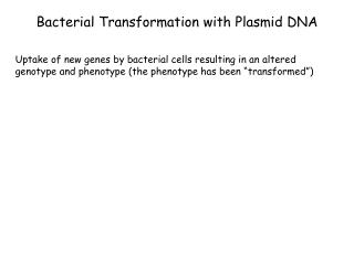 Bacterial Transformation with Plasmid DNA