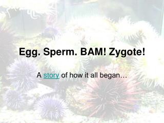 Egg. Sperm. BAM! Zygote!