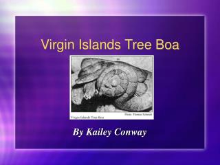Virgin Islands Tree Boa