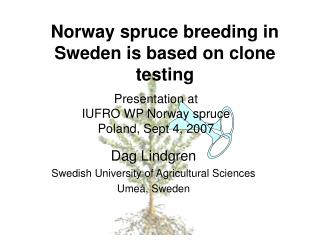 Norway spruce breeding in Sweden is based on clone testing