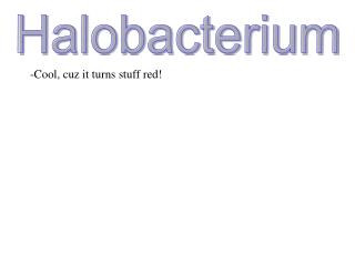 Halobacterium