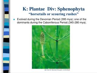 K: Plantae Div: Sphenophyta “horsetails or scouring rushes”