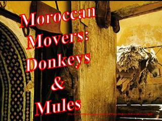 Moroccan Movers: Donkeys &amp; Mules