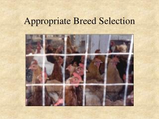 Appropriate Breed Selection