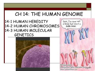 14-1 HUMAN HEREDITY 14-2 HUMAN CHROMOSOMES 14-3 HUMAN MOLECULAR 	GENETICS